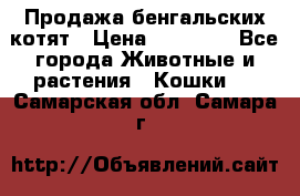 Продажа бенгальских котят › Цена ­ 20 000 - Все города Животные и растения » Кошки   . Самарская обл.,Самара г.